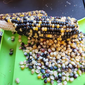 Makoshika, Popcorn, Organic Heirloom Vegetable & Herb Seeds | Non-GMO Rare Seed Varieties | Bulk Pollinator-Friendly Garden Seeds flint corn
