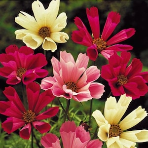 May include: A bouquet of colorful cosmos flowers in shades of pink, red, and white. The flowers have delicate petals and a central yellow disk.