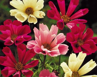 Sea Shells Cosmos Flower Seeds: Unique Fluted Heirloom Cut Flowers, Butterfly Garden