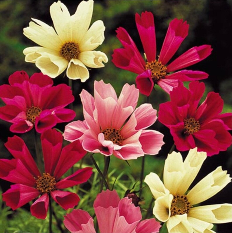 May include: A bouquet of colorful cosmos flowers in shades of pink, red, and white. The flowers have delicate petals and a central yellow disk.