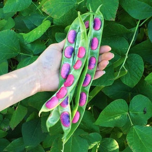 Scarlet Runner, Pole Bean, Heirloom Organic Heirloom Garden Seeds - Non-GMO, Open Pollinated Vegetable Seed Packets for Container Gardening