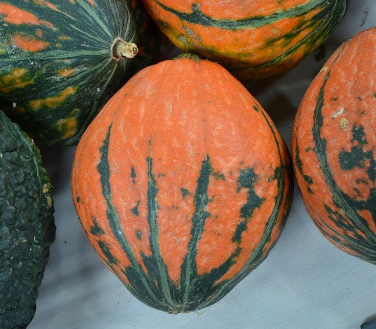Lakota Winter Squash Seeds: Rare Native American Heirloom