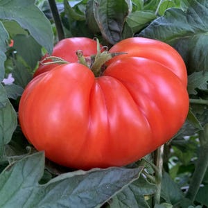 Mortgage Lifter, Tomato, 20+ Heirloom Seeds - Open Pollinated Container Gardening Organic Vegetable Seeds Gardening Non-GMO Radiator Charlie