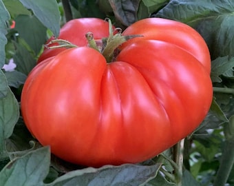 Mortgage Lifter Tomato Seeds: Heirloom, Open Pollinated, Non-GMO