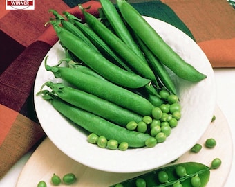 Mr. Big Pea Heirloom Garden Seeds: Organic English Pea, Non-GMO