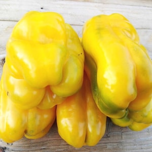 Yellow Monster, Sweet Bell Pepper, Organic Heirloom Garden Seeds - Non-GMO, Open Pollinated Vegetable Seed Packets for Container Gardening