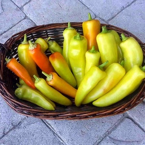 Hungarian Wax Hot Pepper
