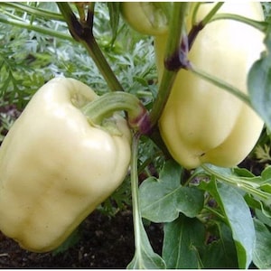 Soraksori, Sweet Bell Pepper, Balkan Organic Heirloom Garden Seeds  Non-GMO, Open Pollinated Vegetable Seed Packets for Container Gardening