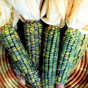 May include: Close-up of several ears of corn with green, yellow, and blue kernels. The corn is in a woven basket, with the husks partially visible. The kernels have a mosaic-like pattern.