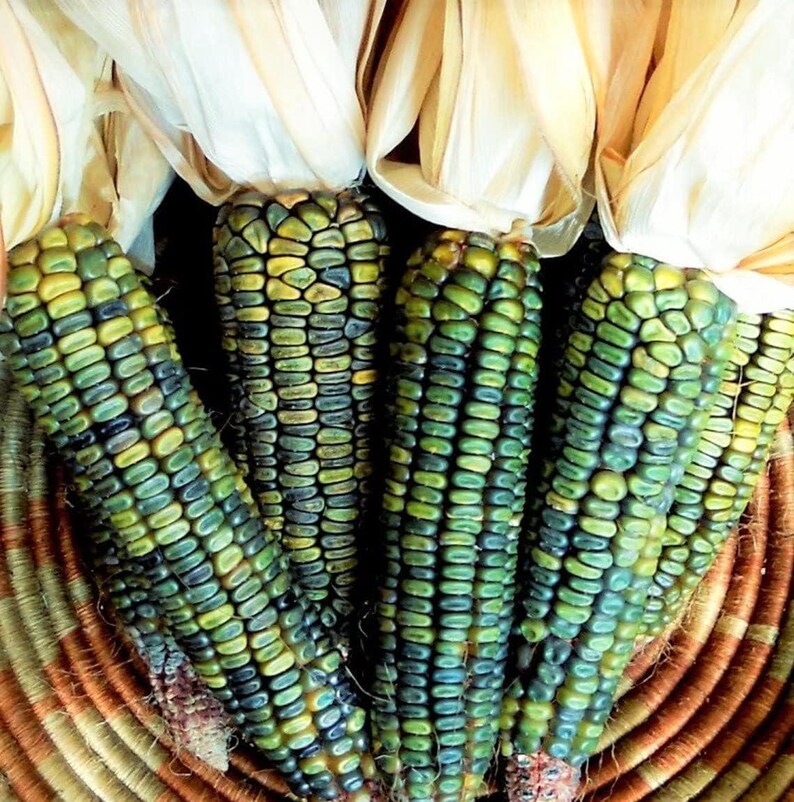 May include: Close-up of several ears of corn with green, yellow, and blue kernels. The corn is in a woven basket, with the husks partially visible. The kernels have a mosaic-like pattern.