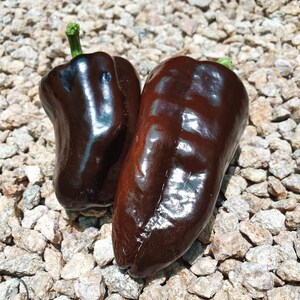 以下が含まれることがあります： 小さな灰色の石のベッドの上に置かれた、2つの濃い茶色のベルペッパー。ピーマンは光沢があり、滑らかな質感です。
