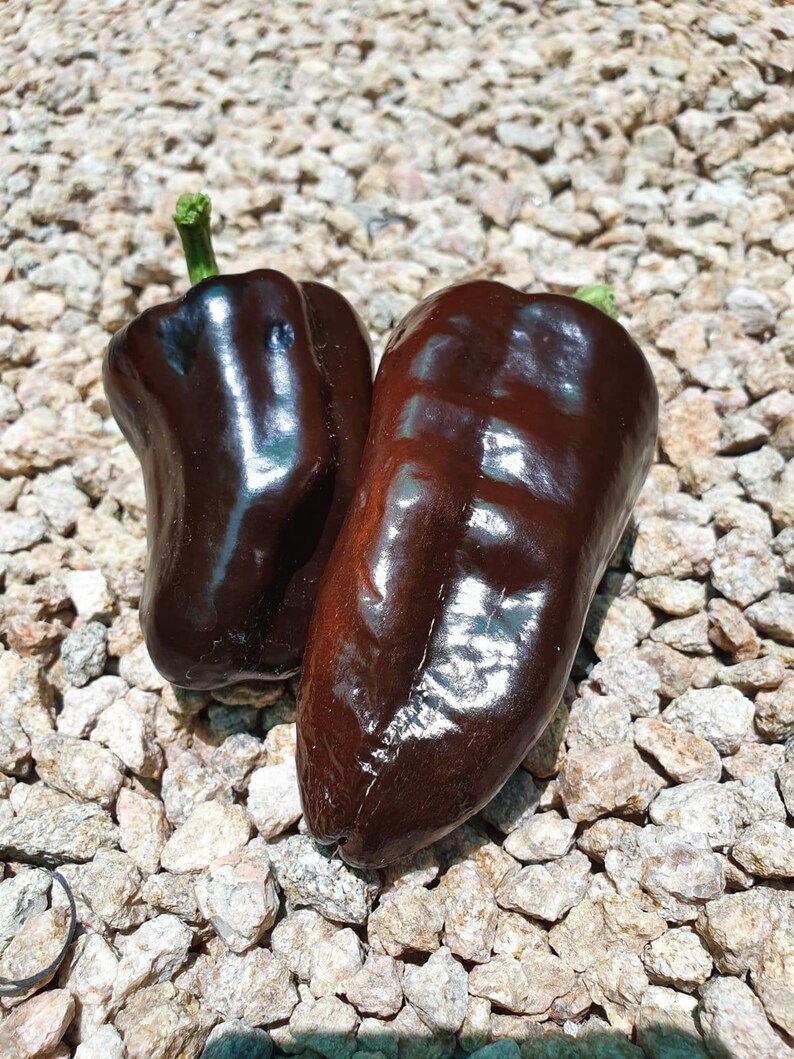 以下が含まれることがあります： 小さな灰色の石のベッドの上に置かれた、2つの濃い茶色のベルペッパー。ピーマンは光沢があり、滑らかな質感です。