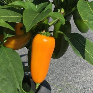 Pumpkin Spice Jalapeno, Hot Pepper, Heirloom Garden Seeds Open Pollinated Container Gardening Organic Vegetable Seeds Non-GMO Seed Packets
