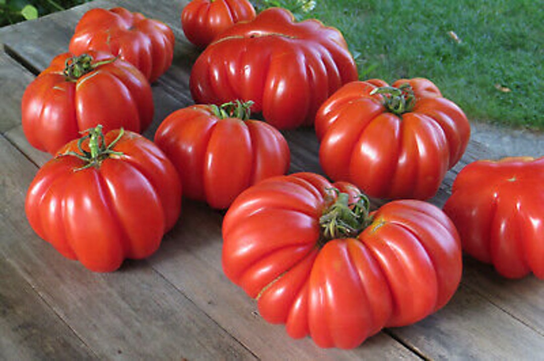 Tomato Mushroom Basket Tomato Unique Pleated Russian Heirloom 25 Heirloom Seeds Grown to Organic
