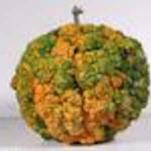 Pode incluir: Uma fruta c&iacute;trica verde e laranja com sali&ecirc;ncias, com um caule e um pequeno alfinete de metal.