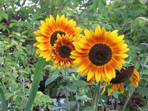 22+ Sunflowers Plants For Sale