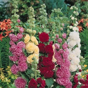 May include: Five stalks of hollyhock flowers in bloom. The flowers are pink, white, yellow, and red. The flowers are arranged in a vertical line, with the tallest flower in the center.