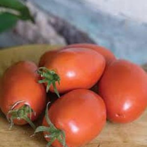 Pu&ograve; includere: Quattro pomodori rossi maturi su una superficie di legno. I pomodori hanno una forma ovale e una pelle liscia.