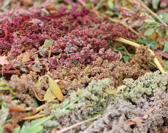 Rainbow Tri Color Quinoa Seeds, 250+ Super Food - Non GMO