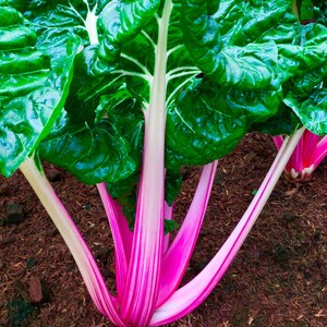 Pink Lipstick Swiss Chard Seeds: Organic Heirloom Vegetable