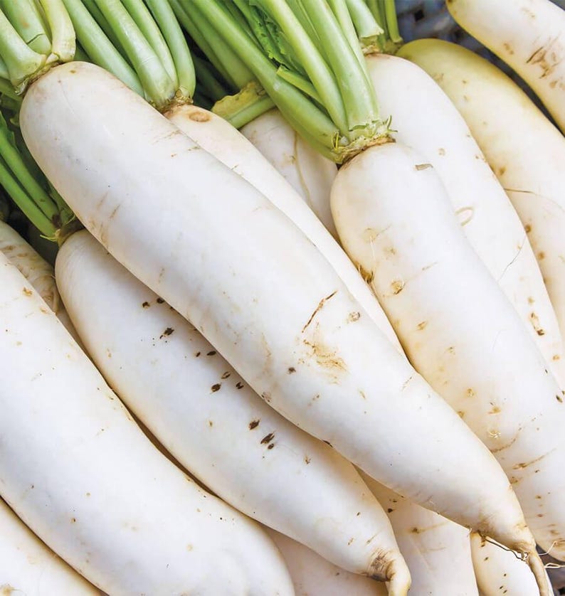 MountainRiverSeed Daikon Radish Seeds Japanese Minowase