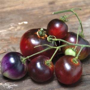 20++ Indigo Blue Berries, Cherry Tomato, Organic Heirloom Garden Seeds - Non-GMO, Open Pollinated Vegetable Seed Packs for Container Gardens