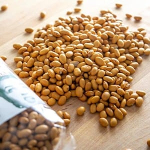 Yellow Indian Woman Bean Seeds: Organic Heirloom, Non-GMO