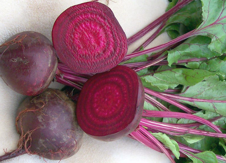 MountainRiverSeed Crosby's Egyptian Beet Seeds - Thumbnail 2
