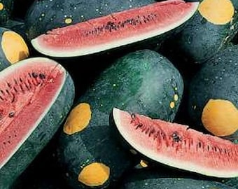 Moon and Stars Watermelon Seeds: Heirloom Organic Non-GMO