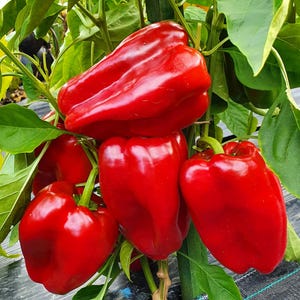 Ozark Giant Sweet, Bell Pepper, Organic Heirloom Garden Seeds - Non-GMO, Open Pollinated Vegetable Seed Packets for Container Gardening