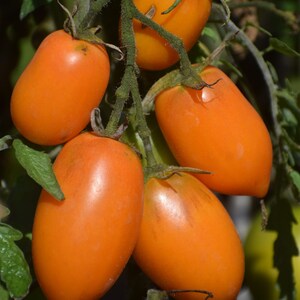 Sibirische Orange, Tomato, Russian Organic Heirloom Garden Seeds - Non-GMO, Open Pollinated Vegetable Seed Packets for Container Gardening