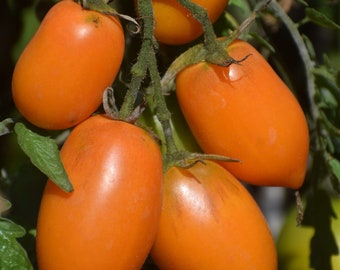 Tomato - Sibirische Orange - aka Siberian Orange - 20+ Heirloom seeds - Open Pollinated Container Gardening Vegetable Seed Gardening Non-GMO