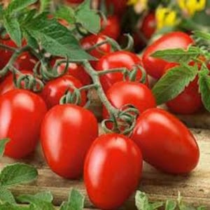 Pu&ograve; includere: Un grappolo di pomodori rossi maturi appesi a una vite. I pomodori sono di forma ovale e hanno una pelle liscia e lucida.