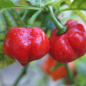 Ashe County Pimento, Sweet Pepper, Heirloom Garden Seeds Open Pollinated Container Gardening Organic Vegetable Seeds Non-GMO Seed Packets
