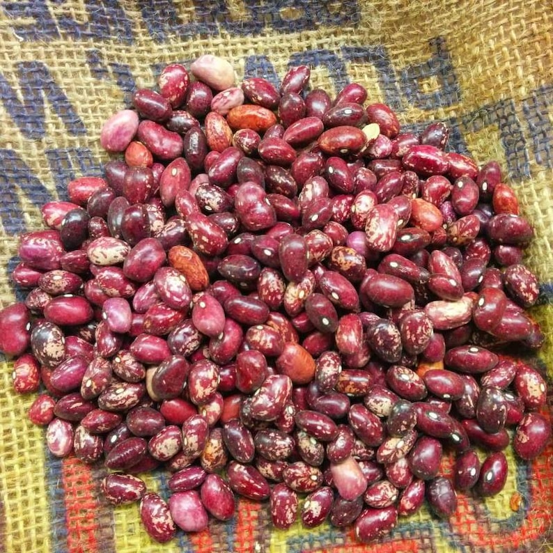 MountainRiverSeed Whipple Bush Bean Seeds - Thumbnail 5