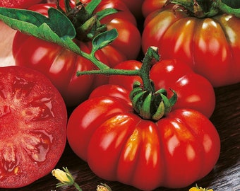 Costoluto Fiorentino, Tomato, Italian Organic Heirloom Garden Seeds, Non-GMO, Open Pollinated Vegetable Seed Packets for Container Gardening
