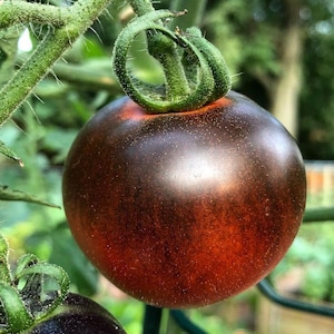 20+ Indigo Apple, Tomato, Organic Heirloom Garden Seeds - Non-GMO, Open Pollinated Vegetable Seed Packets for Container Gardening