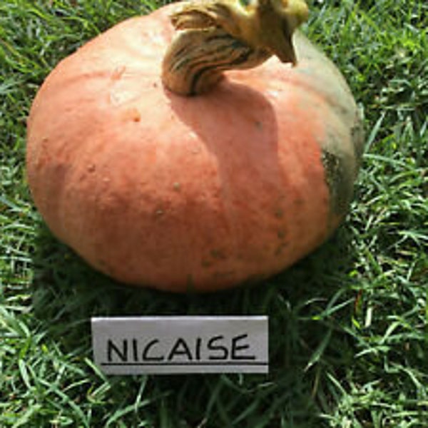 Winter Squash - Nicaise French Heirloom Pumpkin Squash seeds- Heirloom Seeds- Specialty Gardening Non-GMO Pumpkin Seeds - French heirloom