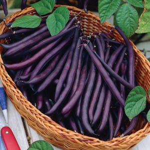 Royal Burgundy, Bush Bean, Heirloom Garden Seeds Open Pollinated Container Gardening Vegetable Seeds Non-GMO Purple Seed Packets 50+ seeds