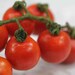 see more listings in the Tomatoes, Tomatillos section