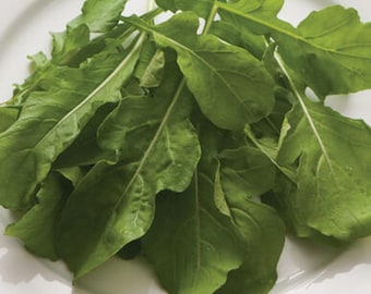 Arugula Seeds: Slow Bolt, Organic Heirloom Culinary Herb - 250+ Non-GMO Seeds
