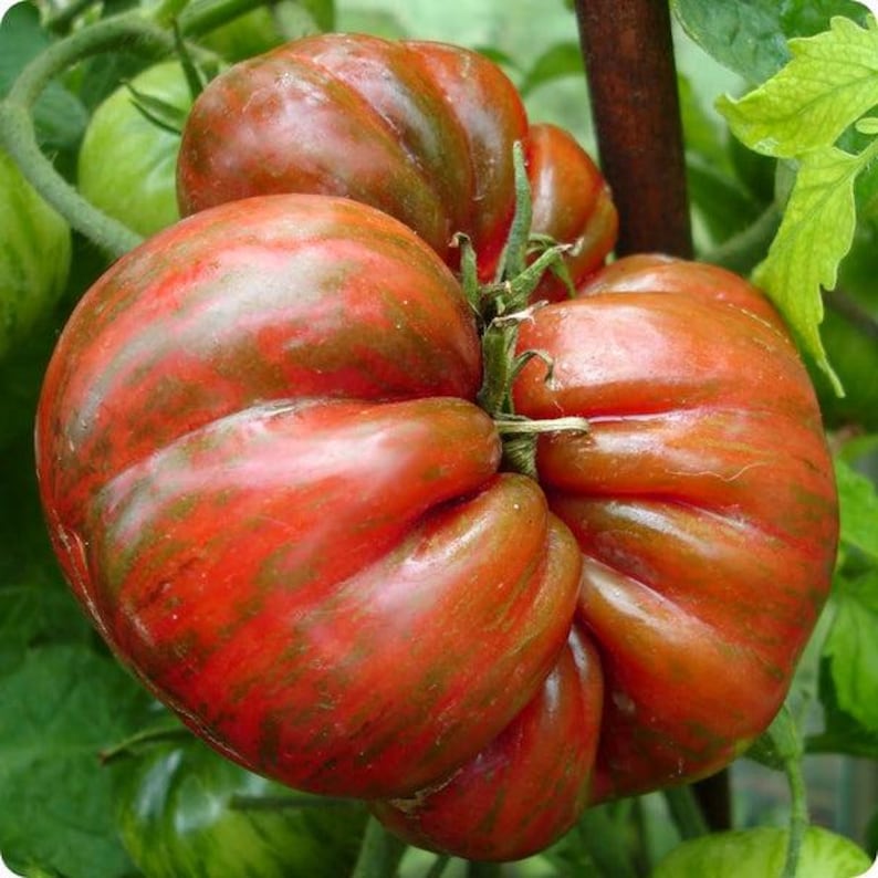 MountainRiverSeed Berkeley Tie-Dye Tomato Seeds - Thumbnail 2
