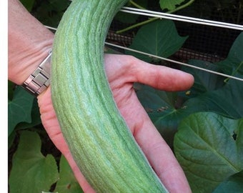 Cucumber - Painted Serpent Striped Yard Long Armenian Cucumber- 30 seeds - Heirloom Seeds - Vegetable Gardening Non-GMO