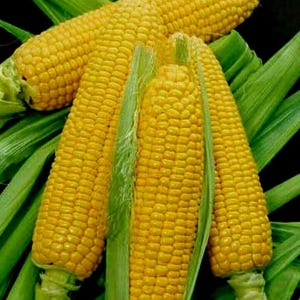 May include: Four ears of yellow corn on the cob, with husks partially removed, arranged on a bed of green leaves.