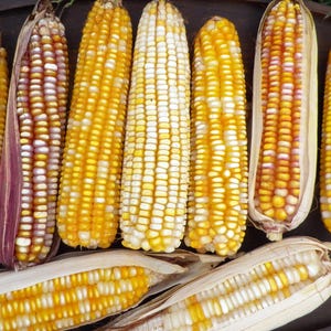May include: A close-up of eight ears of corn, some with yellow kernels, some with white kernels, and some with a mix of yellow, white, and purple kernels.