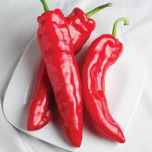 Melrose Italian, Sweet Pepper, Organic Heirloom Garden Seeds - Non-GMO, Open Pollinated Vegetable Seed Packets for Container Gardening