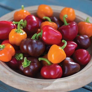 Mini Bell Mix, Sweet Peppers, Organic Heirloom Garden Seeds - Non-GMO, Open Pollinated Vegetable Seed Packets for Container Gardening