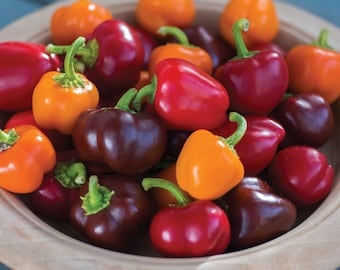 Mini Bell Pepper Seeds: Organic Heirloom, Rainbow Mix, Container Garden