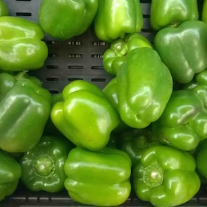 Frank&#39;s Early, Bell Pepper, Organic Heirloom Garden Seeds - Non-GMO, Open Pollinated Vegetable Seed Packets for Container Gardening