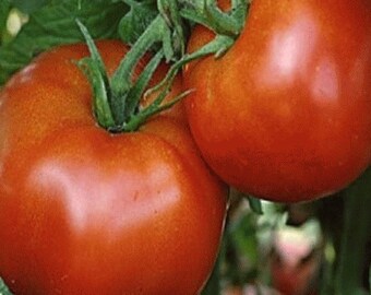 May include: Two large, ripe red tomatoes on a vine. The tomatoes are smooth and glossy, with a deep red color.